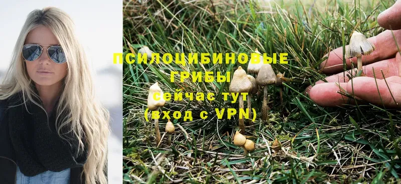 что такое наркотик  Слободской  Галлюциногенные грибы Psilocybe 